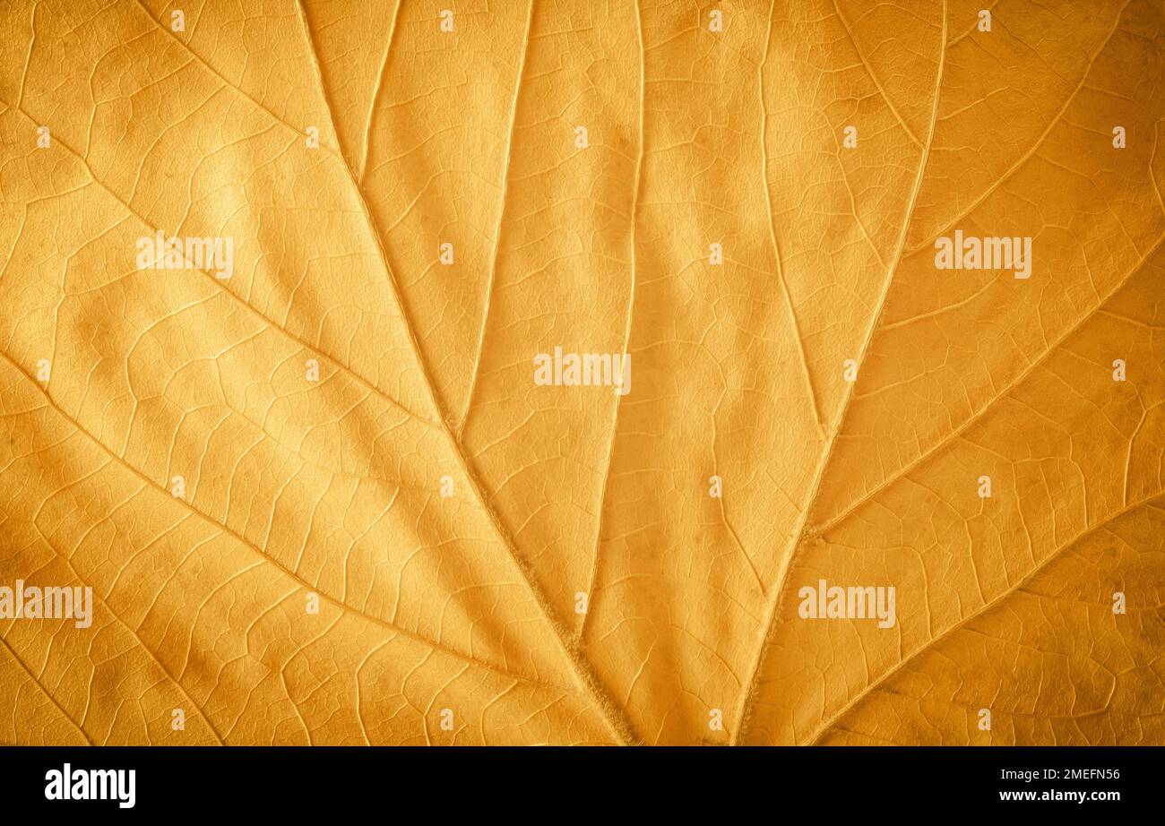 Dettaglio in primo piano delle vene di una foglia di acero caduta Foto Stock