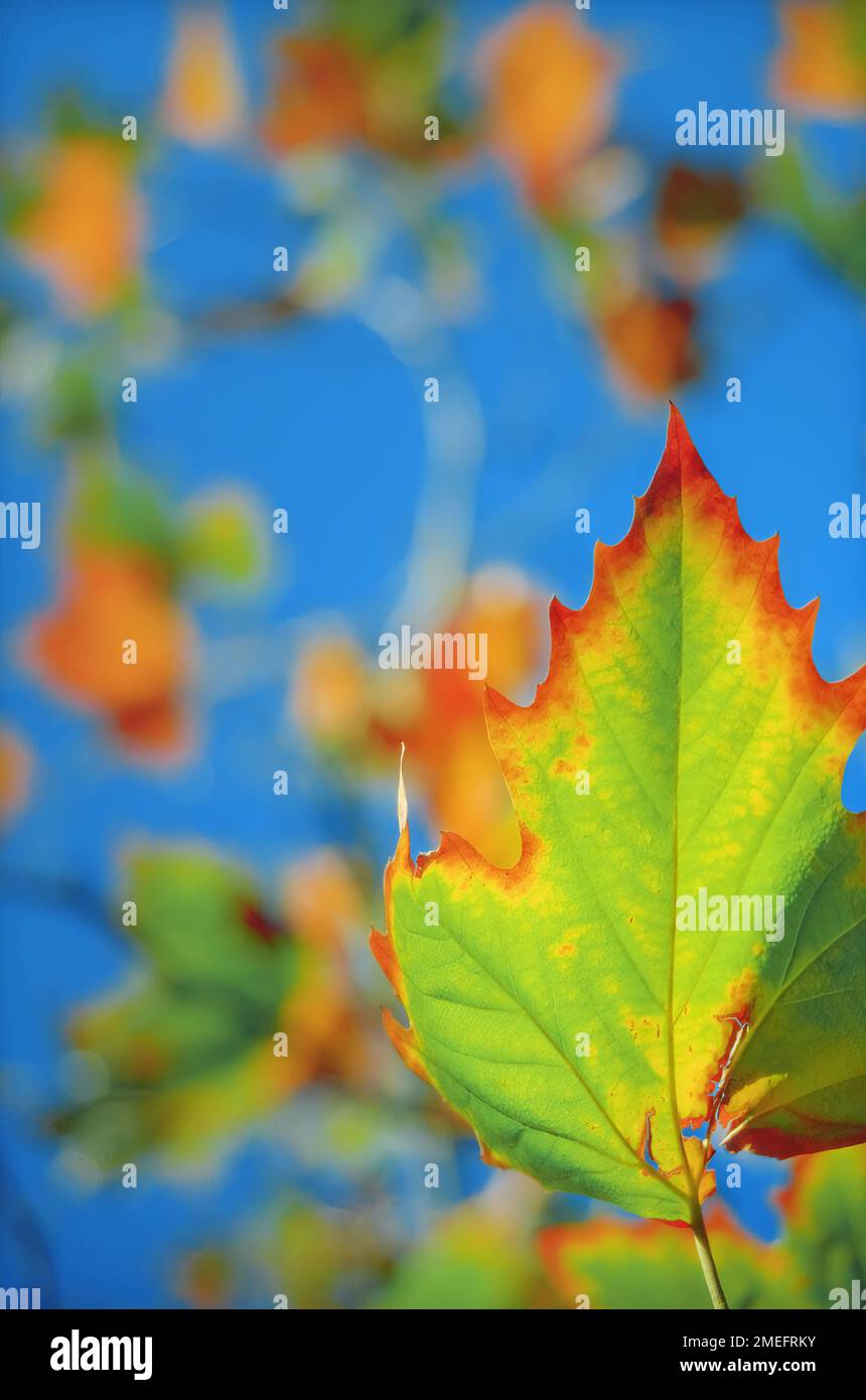 Foglie di acero colorate durante l'autunno o l'autunno Foto Stock