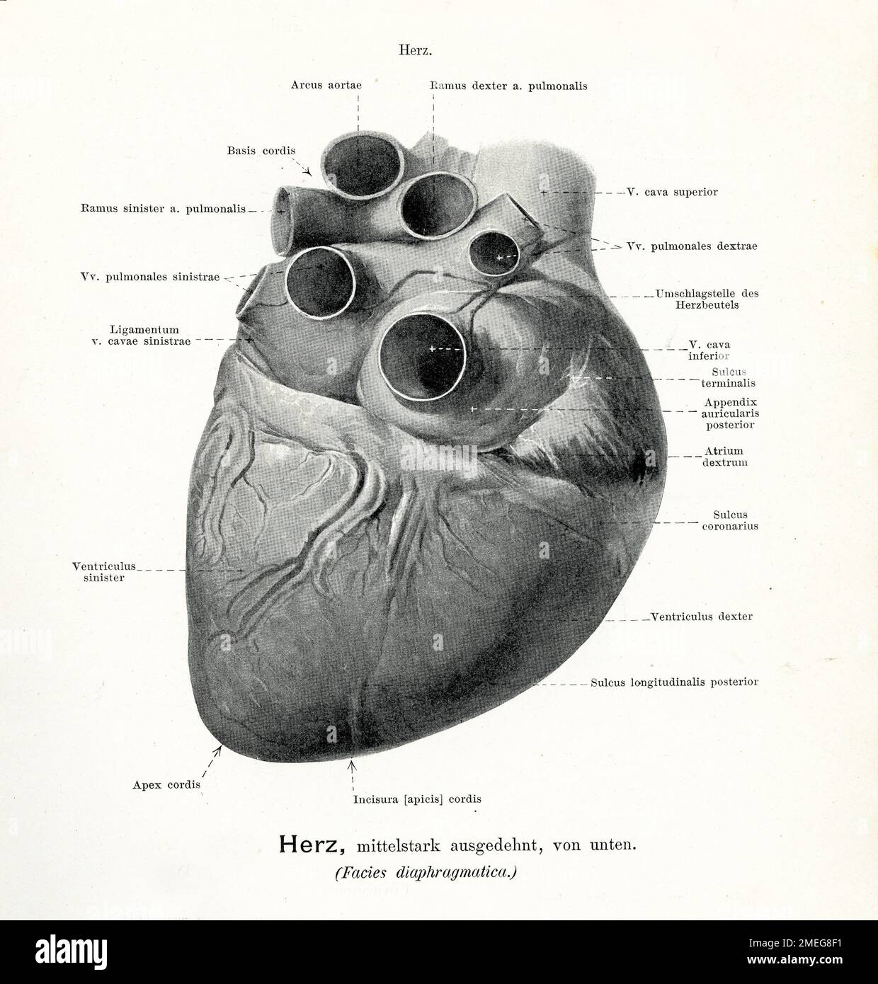 Illustrazione vintage dell'anatomia, vista dal basso esterna dei muscoli cardiaci parzialmente dilatati con descrizioni anatomiche tedesche Foto Stock