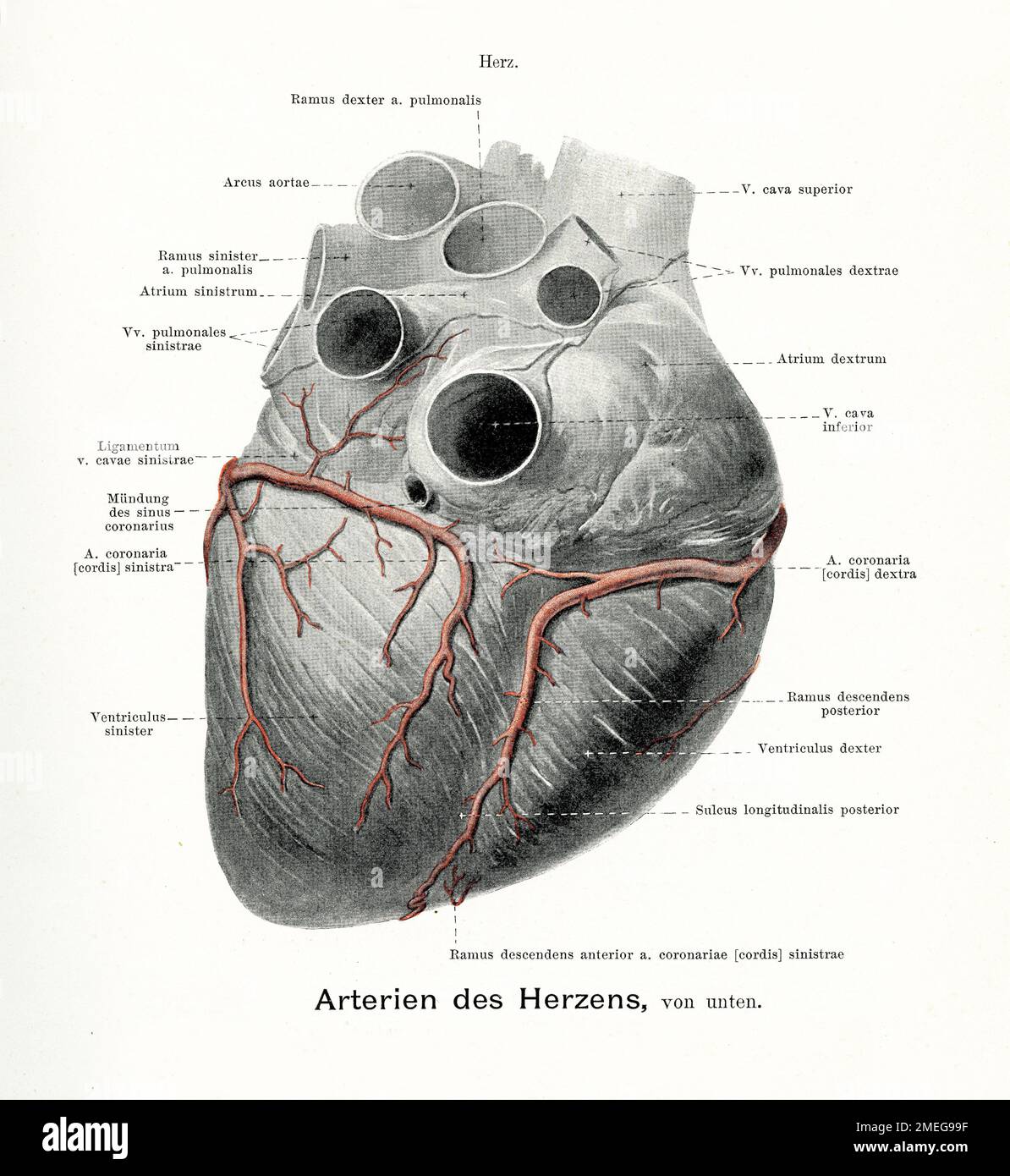 Rappresentazione vintage dell'anatomia delle arterie del cuore, vista posteriore con descrizioni anatomiche tedesche Foto Stock