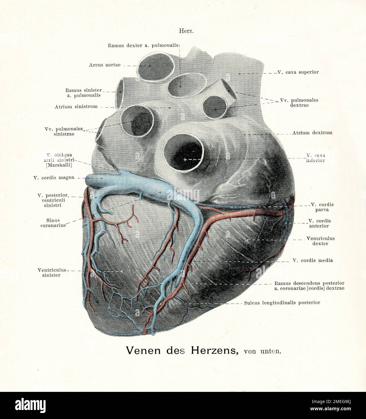 Illustrazione vintage dell'anatomia delle vene del cuore, vista posteriore con descrizioni anatomiche tedesche Foto Stock