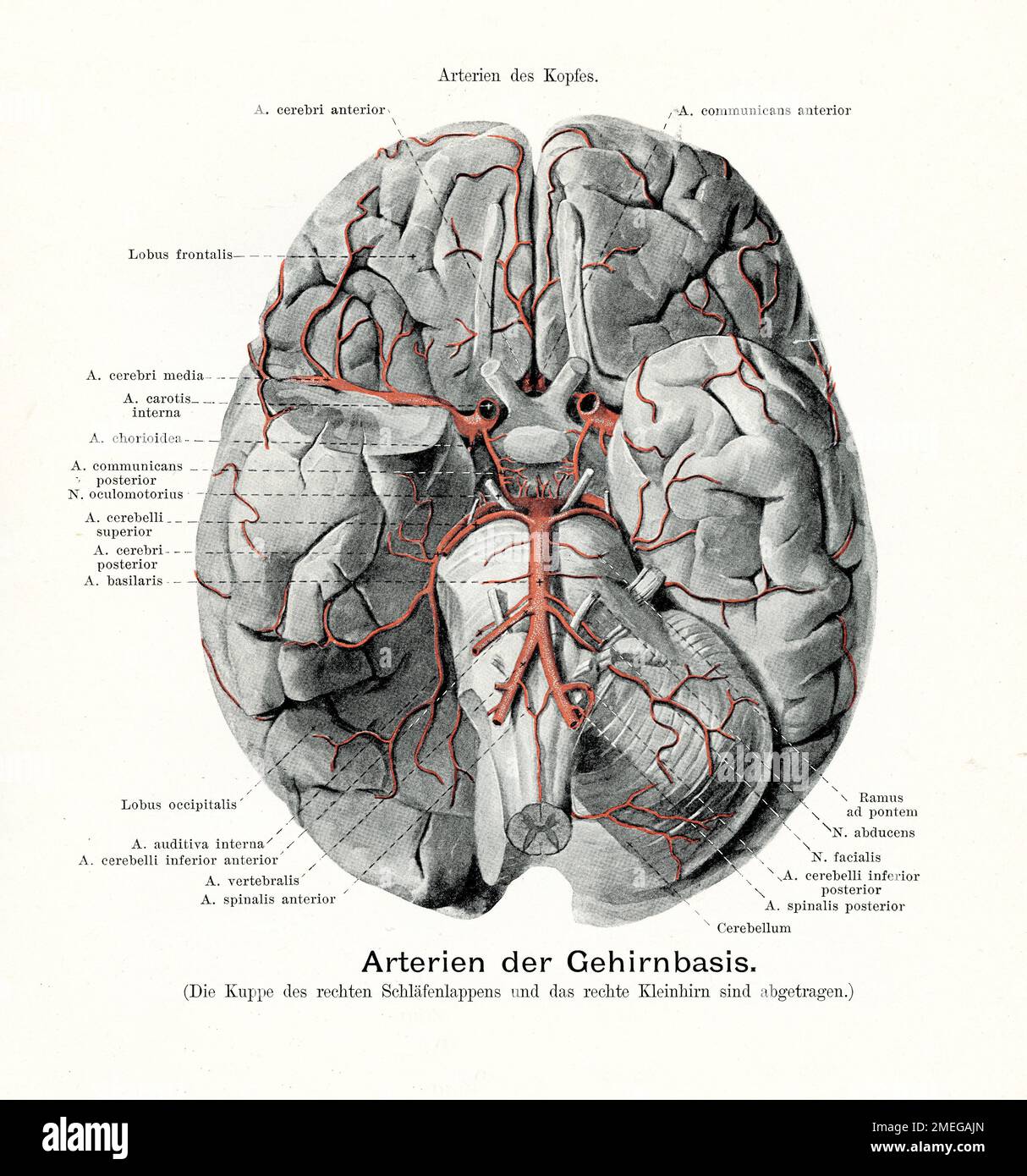 Arterie cerebrali, illustrazione vintage dell'anatomia, con descrizioni anatomiche tedesche Foto Stock