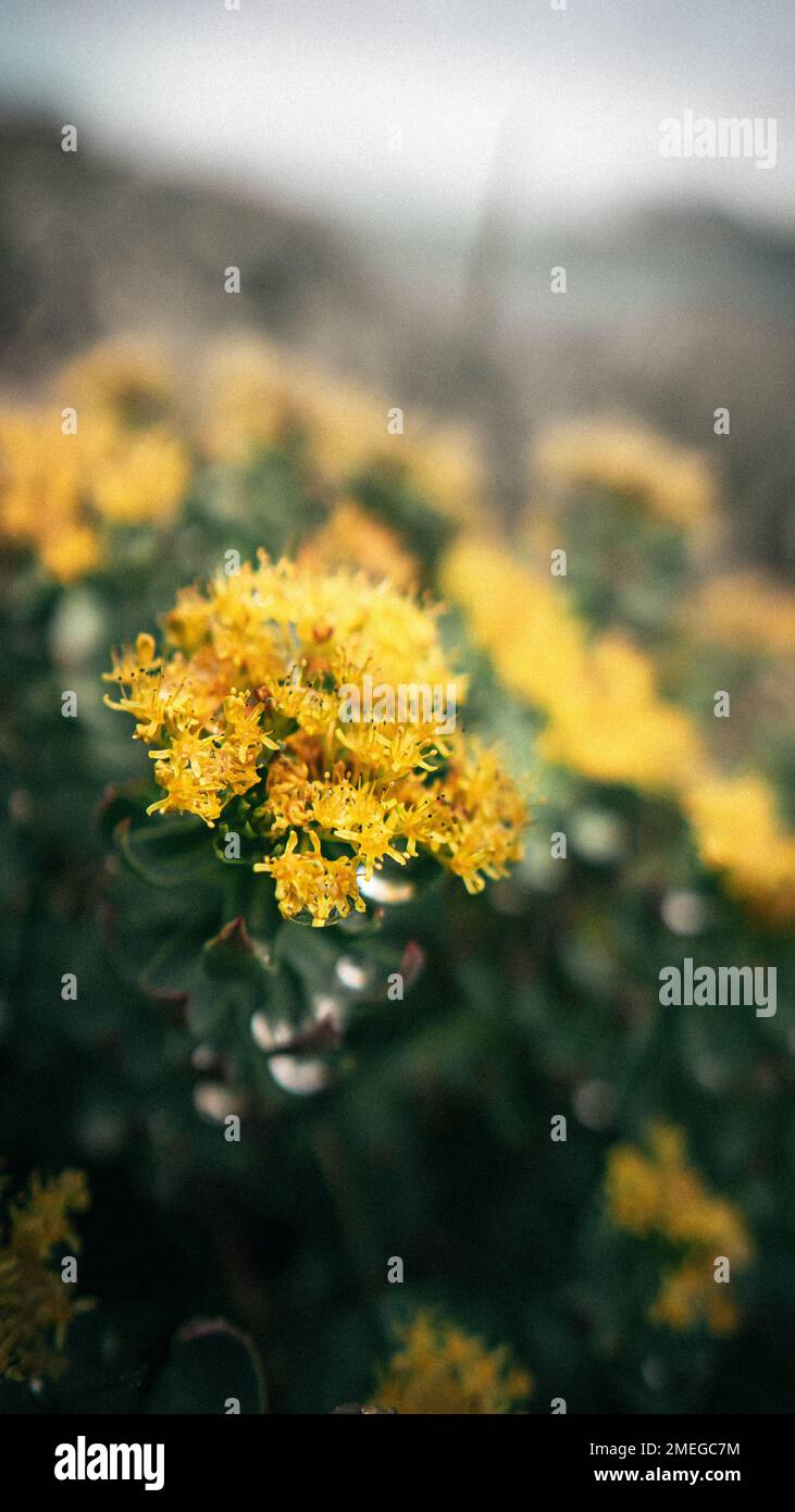 Pianta norvegese nativa medicinale, fiori di rosea di Rhodiola sulla spiaggia, radice artica, radice dorata Foto Stock