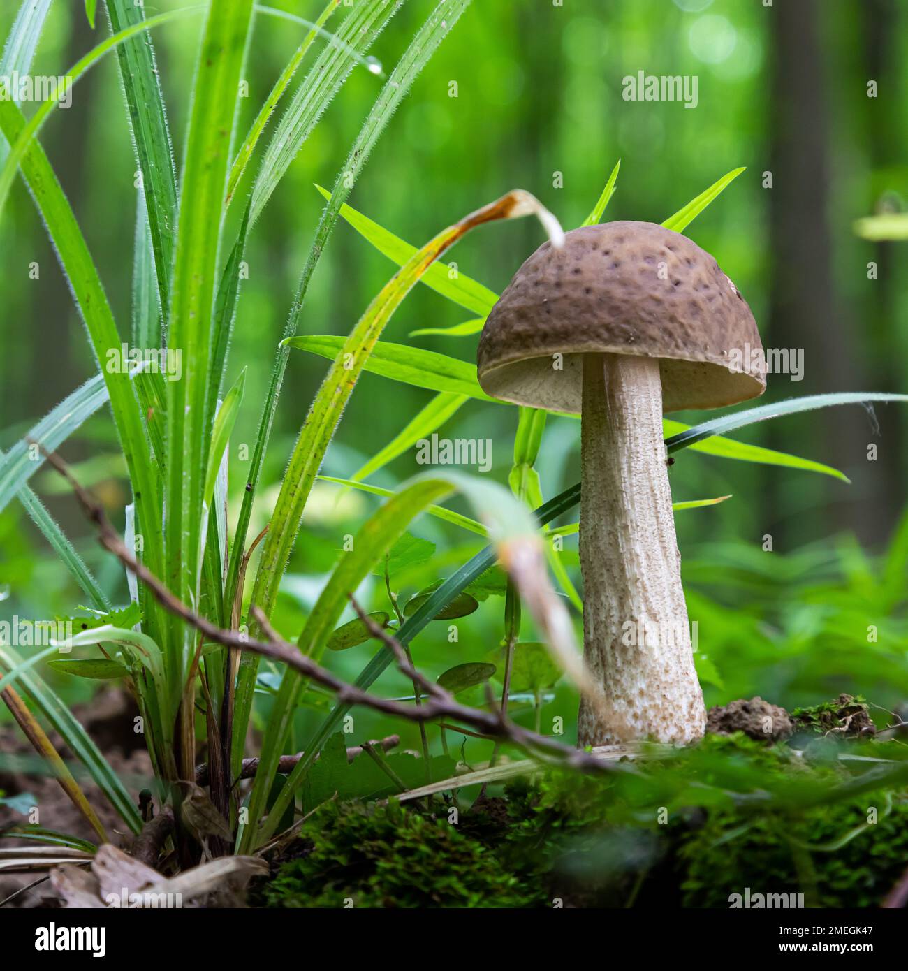 fungo nell'ambiente naturale nella foresta Foto Stock