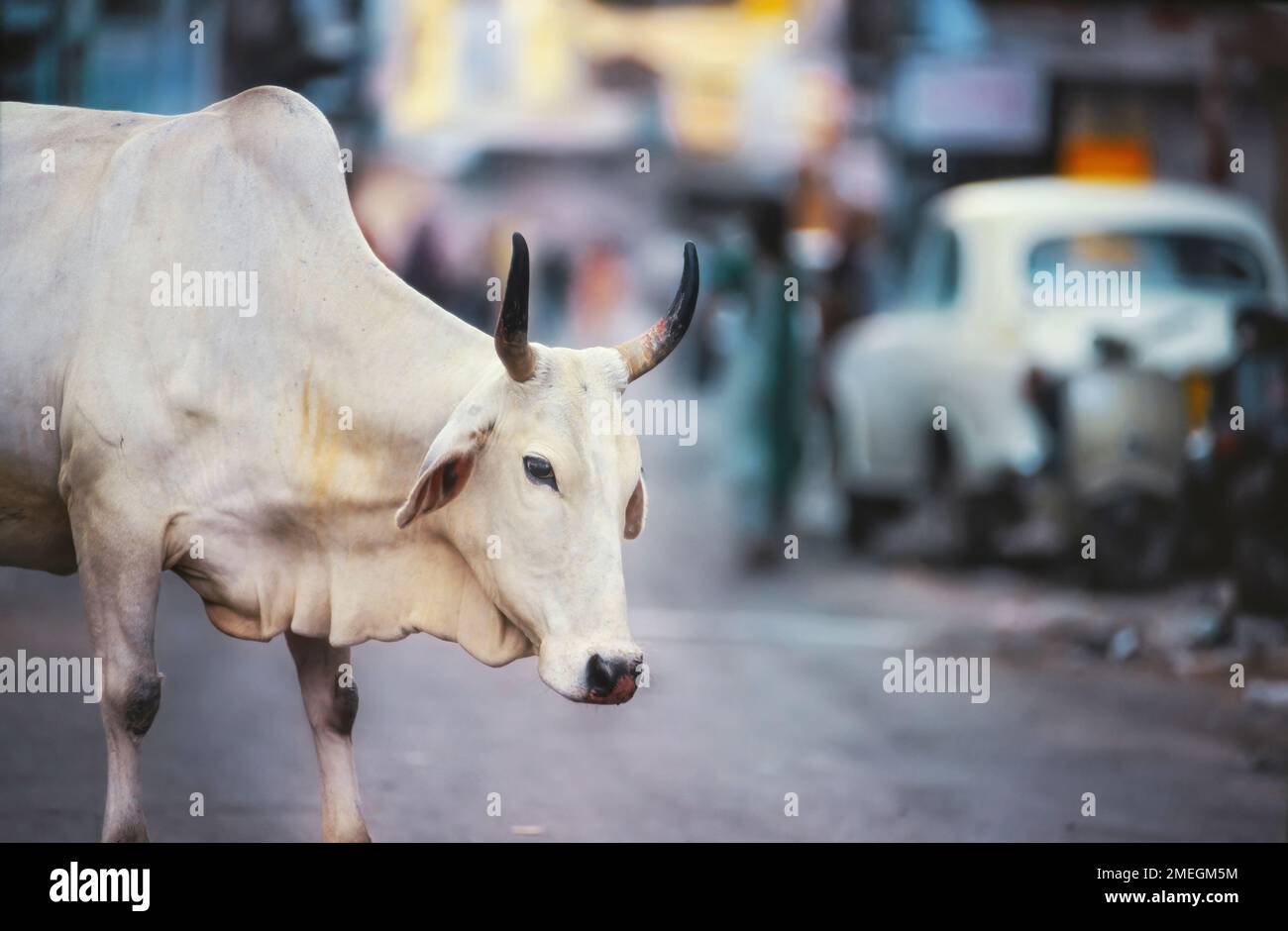 La vacca bianca sacra dell'induismo in piedi tra le viuzze urbane di Delhi, India Foto Stock
