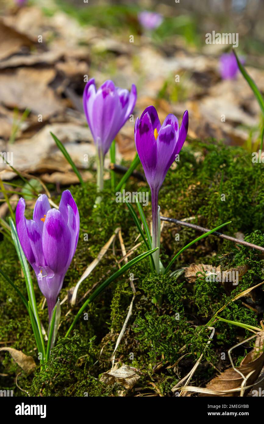 Primo piano di un croco boscoso, croco tommasinianus, fiore emergente in fiore. Foto Stock