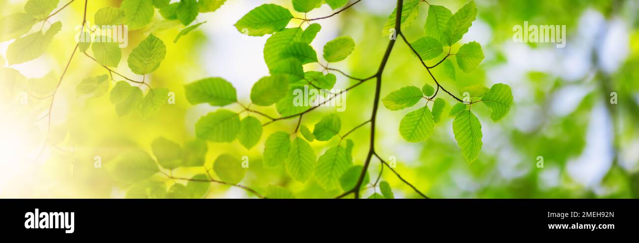 Vista panoramica dei rami dell'albero con fogliame fresco e giovane. Foto Stock