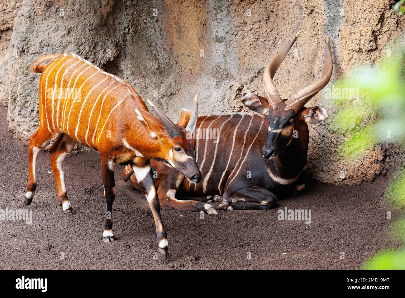 Il Bongo orientale - Tragelaphus eurycerus - una foresta notturna erbivora ungulato con impressionante stelo marrone-rossiccio e corni spiralati. Foto Stock