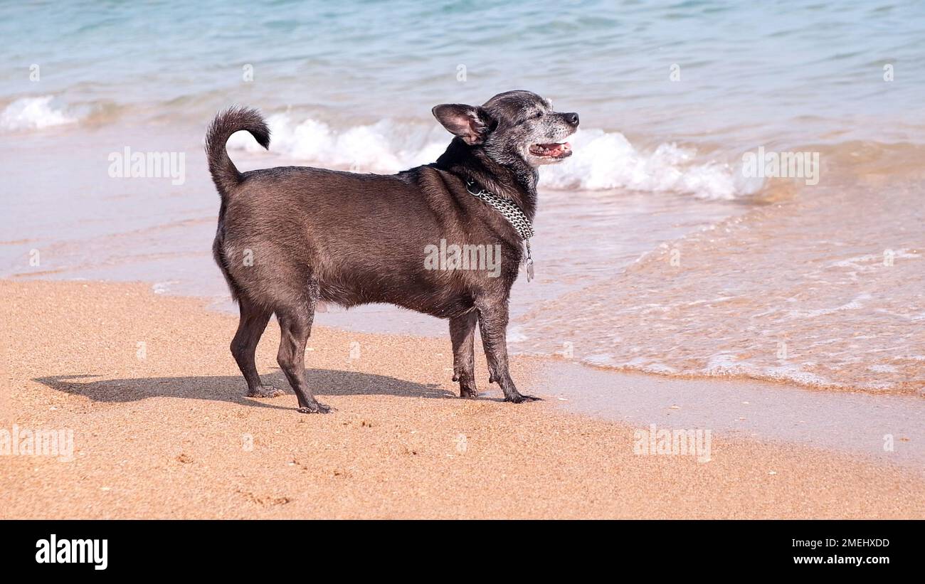 Felice cane chihuahua sorride sulla riva della spiaggia di mare. Il cane cammina lungo la spiaggia e guarda l'oceano con il copyspace. Vacanza e vacanza Foto Stock