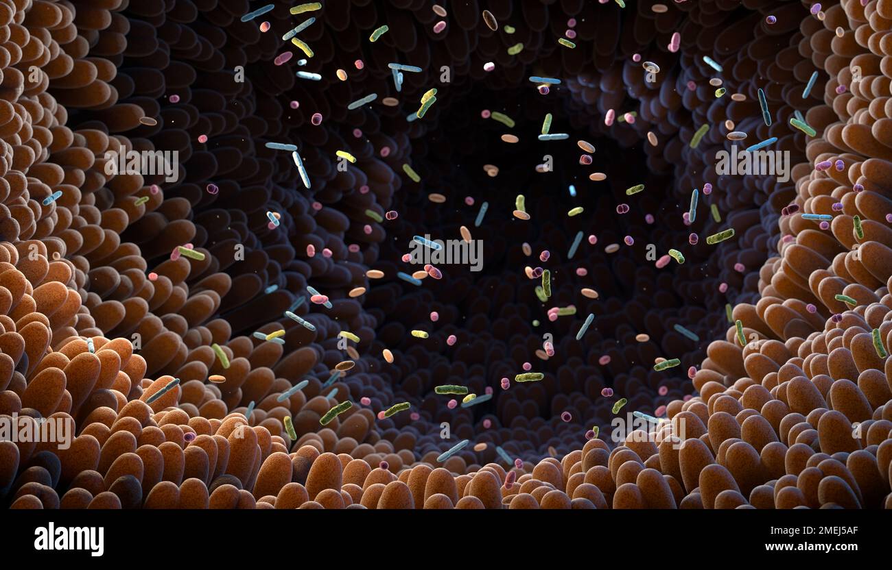 Batteri intestinali. Microbiome. Il microbioma intestinale aiuta a controllare la digestione intestinale e il sistema immunitario. I probiotici sono batteri benefici usati per h Foto Stock