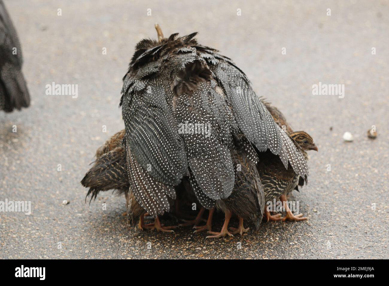 Copertura impermeabile Keets Foto Stock