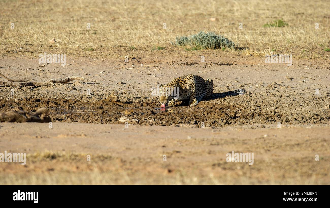 Leopardo (Panthera pardus) Kgalagadi Transfrontier Park, Sudafrica Foto Stock