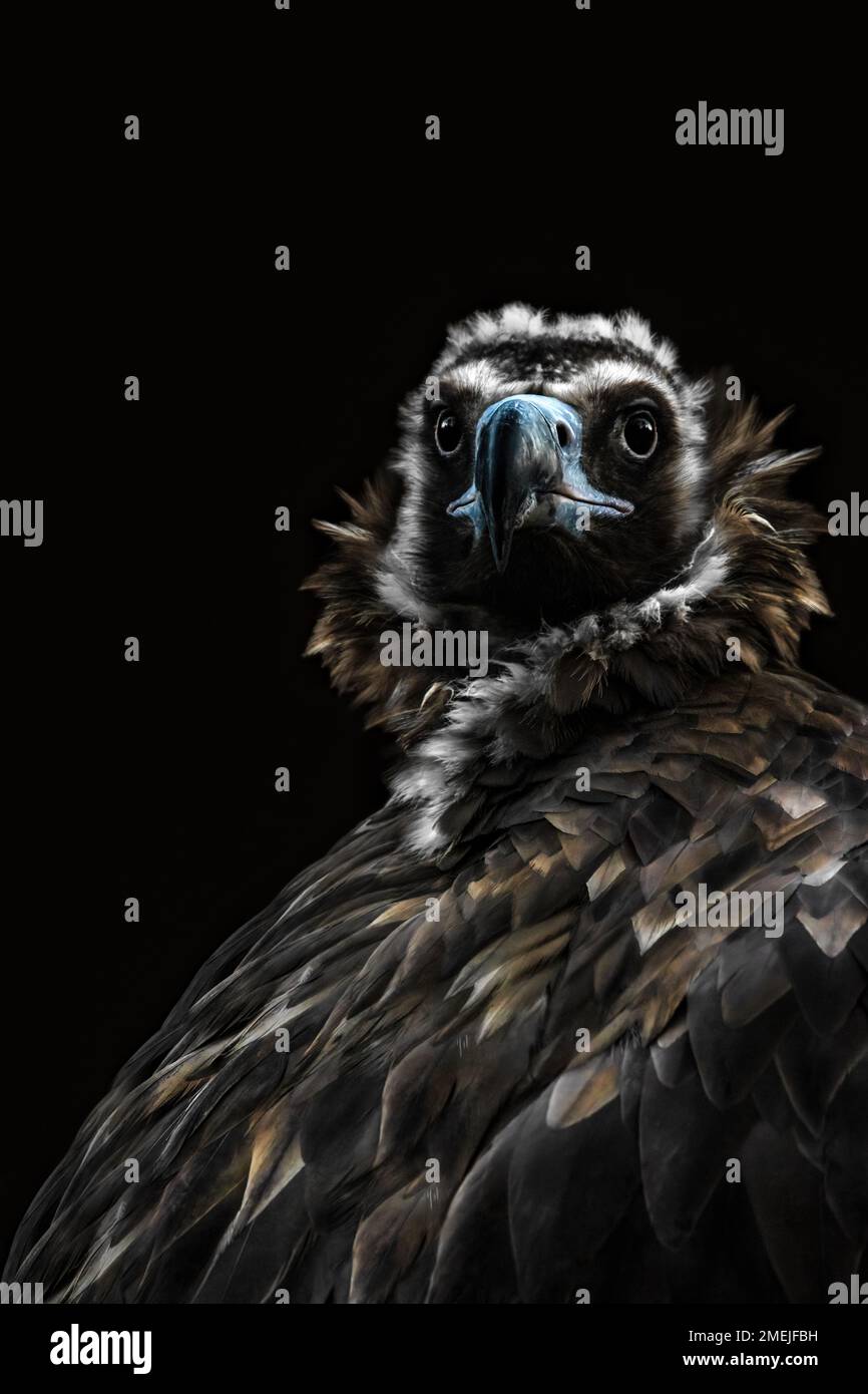 Un ritratto di un avvoltoio africano che guarda sopra la spalla, sfondo nero, verticale Foto Stock
