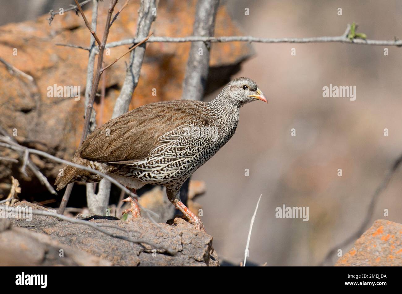 Natal Francolin (Francolinus natalensis), riserva di collina di ANT, vicino Vaalwater, provincia di Limpopo, Sudafrica Foto Stock