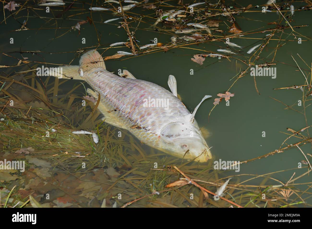 Pesce morto in uno stagno dopo lo scioglimento del ghiaccio, che è morto per mancanza di ossigeno Foto Stock