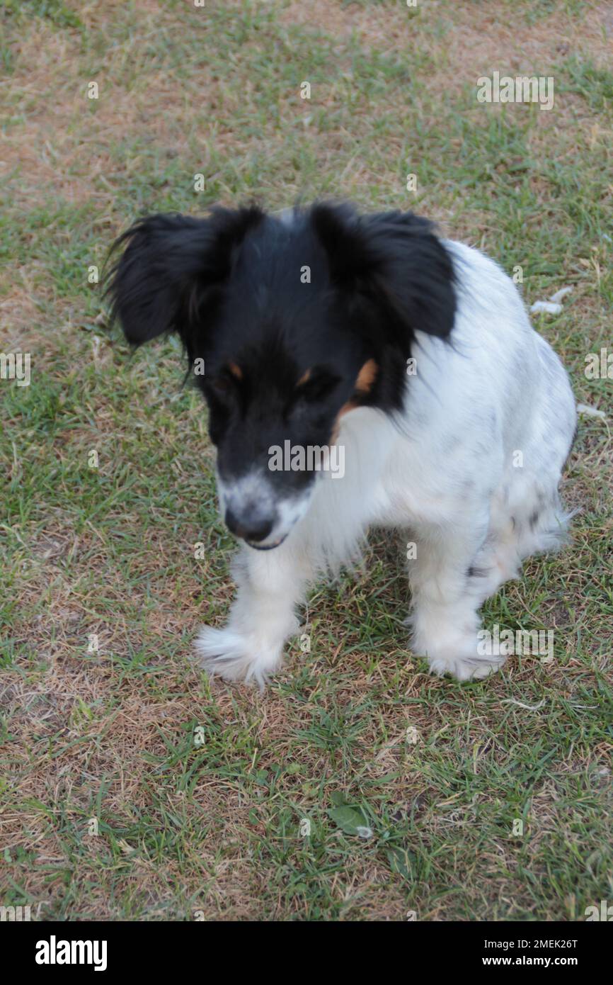 Adorabile cane papillon seduto a terra Foto Stock