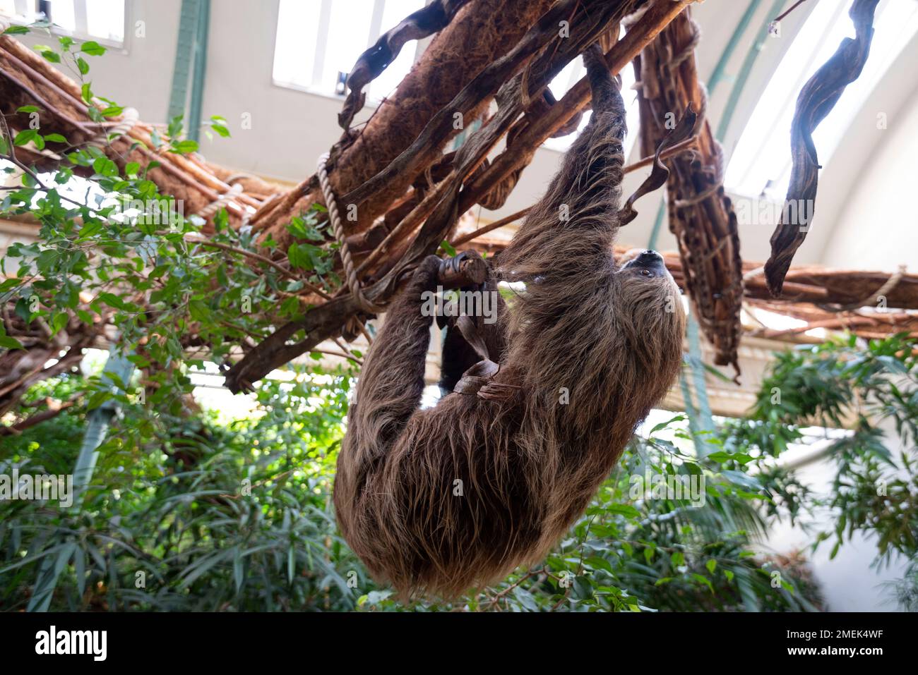 Common Sloth arrampicata su albero a Zoo Paesi Bassi. Foto Stock