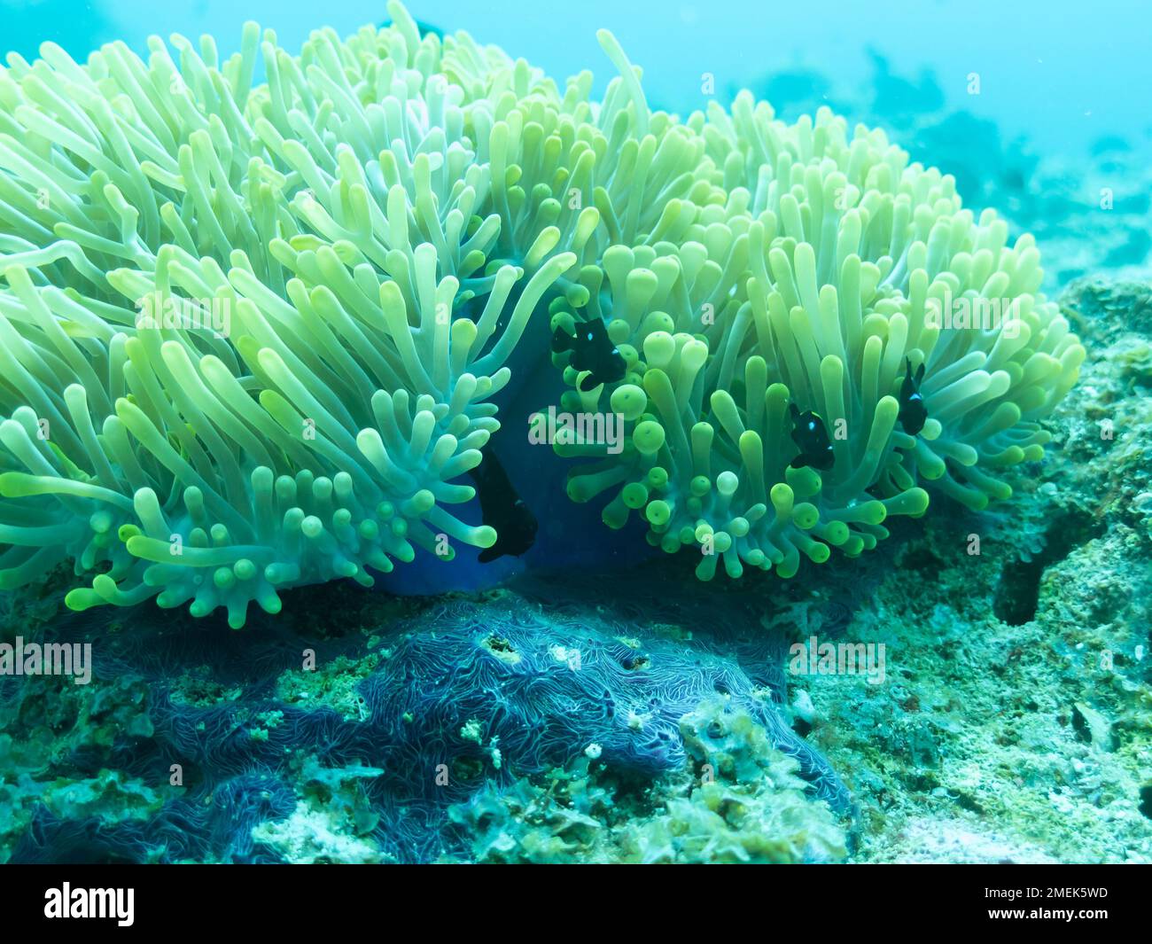 Pesce pagliaccio nell'anemone marino nelle profondità dell'oceano Indiano Foto Stock
