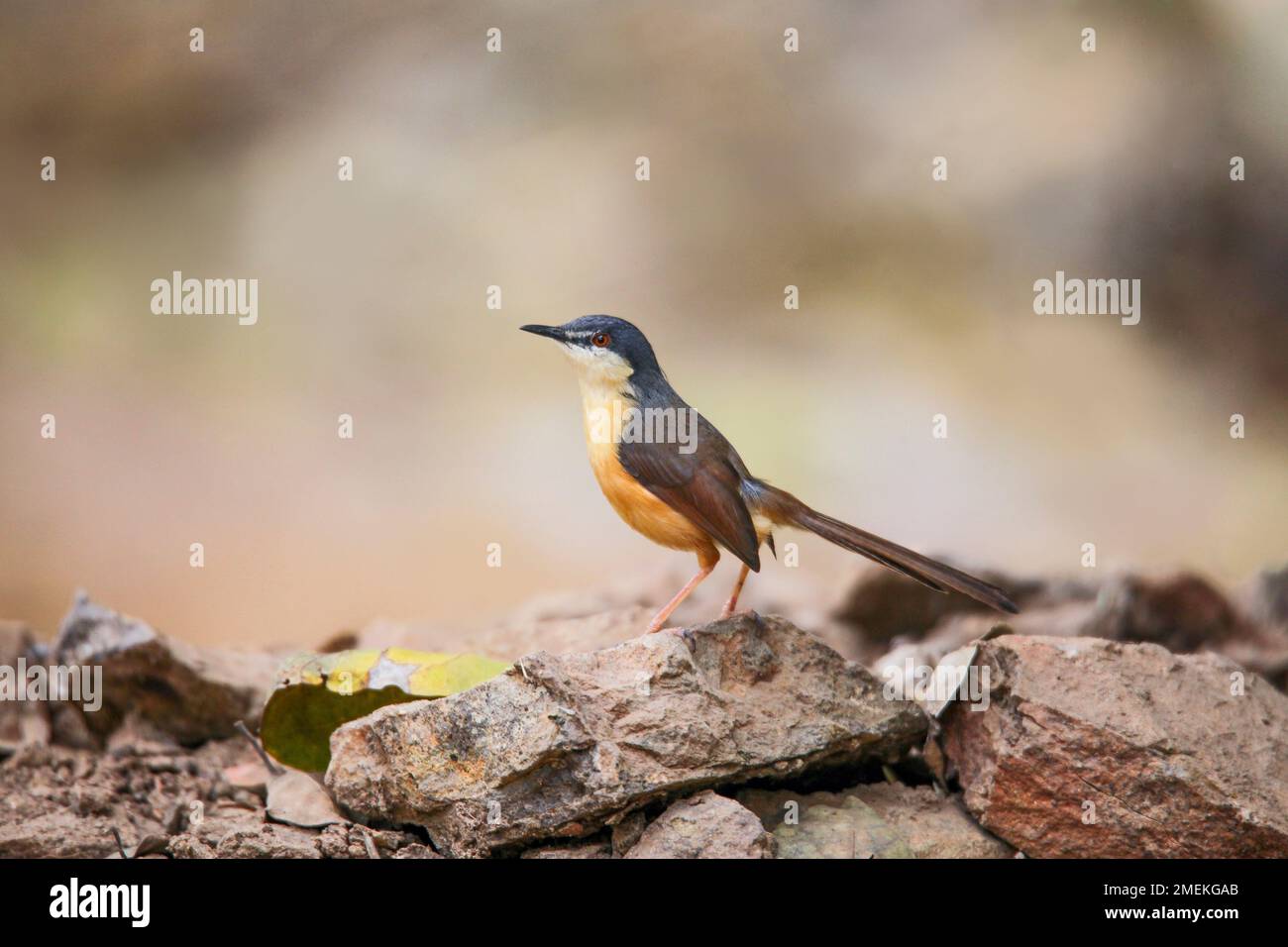 Ashy prinia o ashy wren-warbler, Prinia socialis, Satara, Maharashtra, India Foto Stock