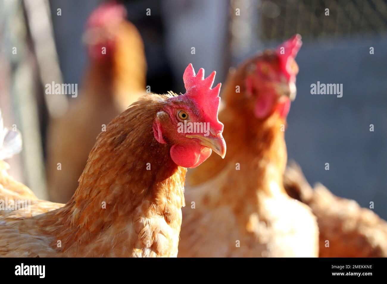 Polli in una fattoria alla luce del sole, pollame e concetto di famiglia. Bruno galline in una gabbia Foto Stock