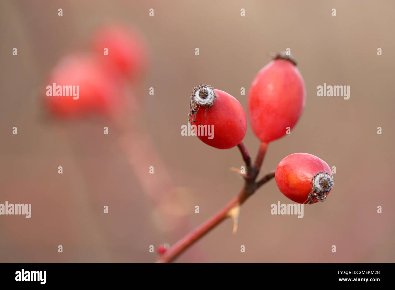 Bacche di rosa matura su un cespuglio. Frutti rossi medicinali di corrotto Foto Stock