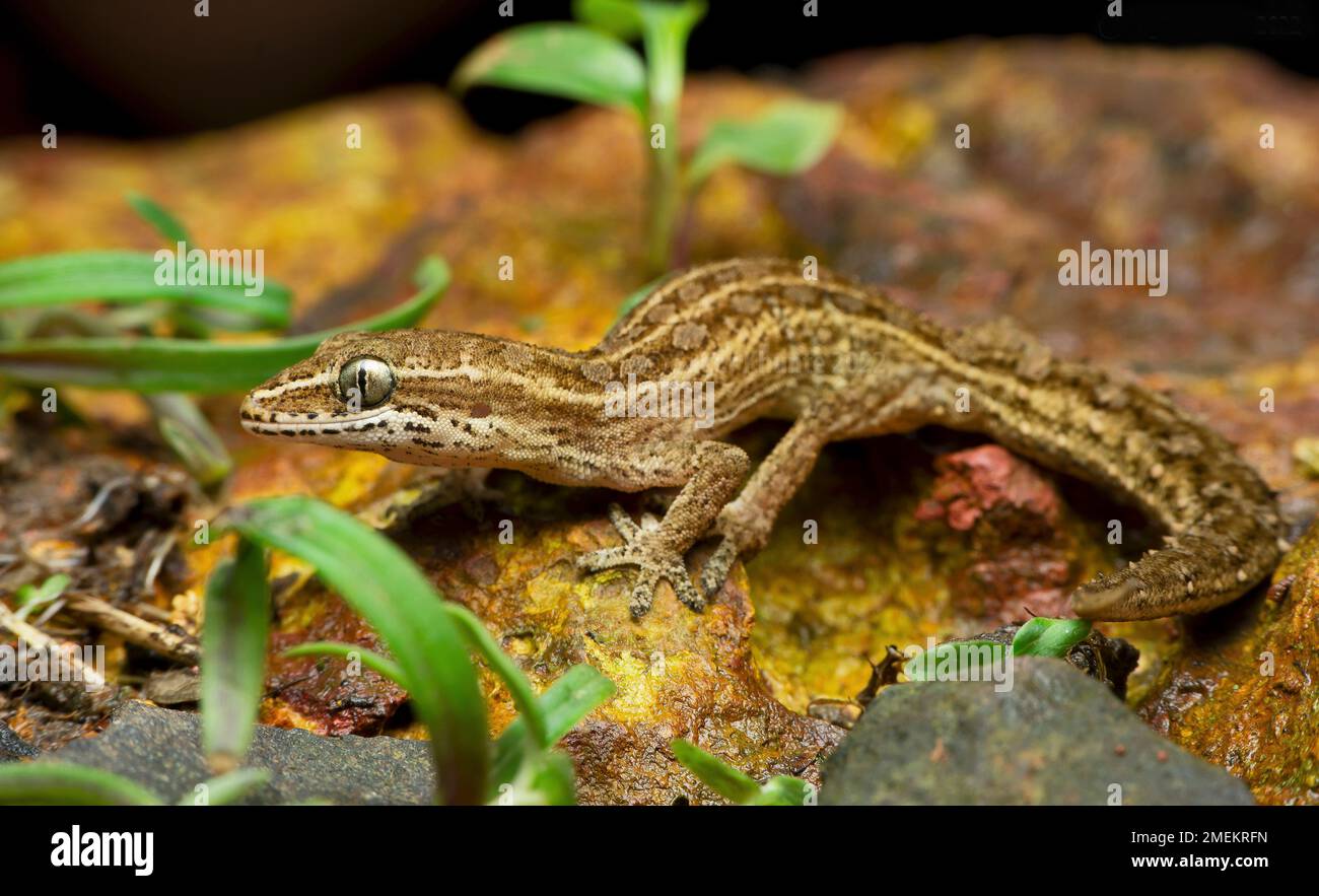 Satara gecko, hemidactylus satarensis, endemico dei ghati occidentali, Satara, Maharashtra, India Foto Stock