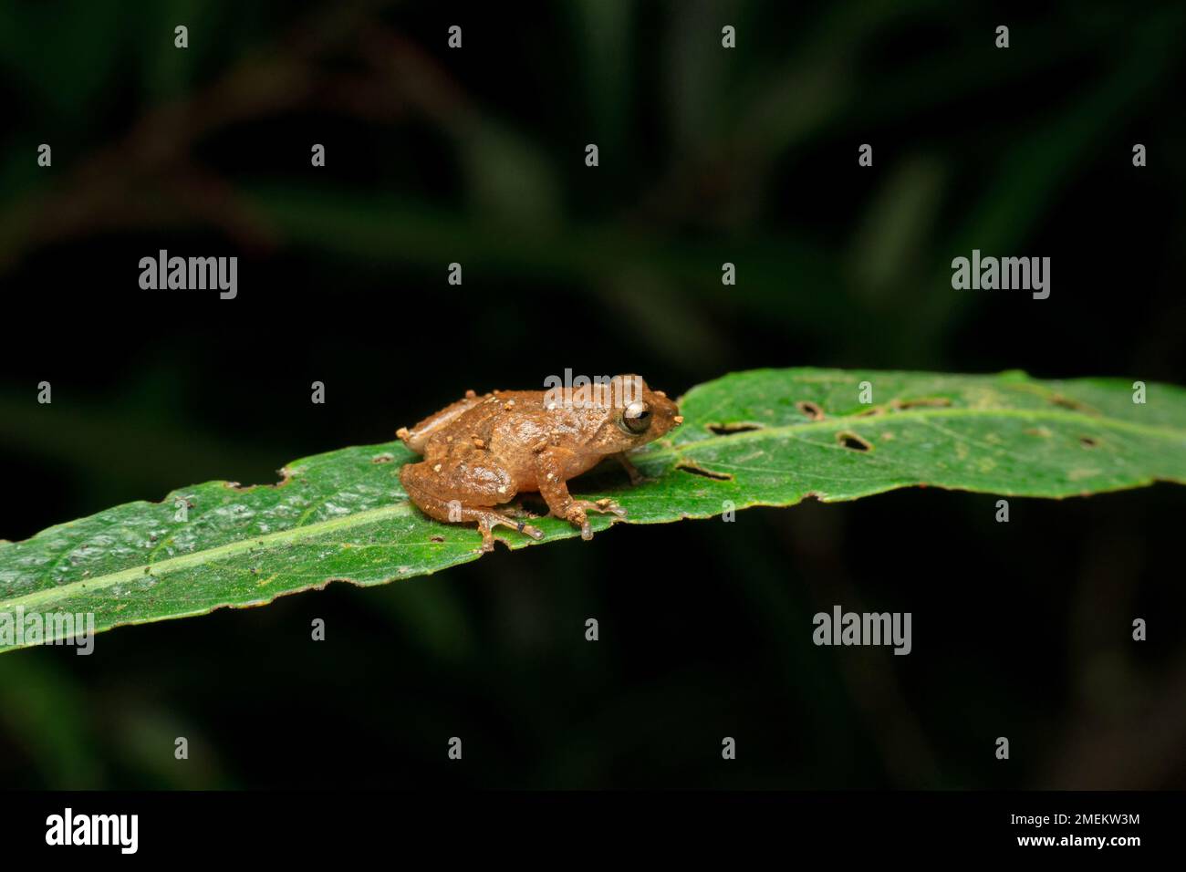 Raorchestes bombardiensiscommon, specie di rane arbustive, Ghat occidentali endemici, Satara, Maharashtra, India Foto Stock