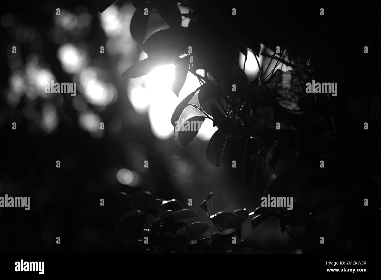 Un colpo di scala di grigi delle foglie trovato crescere su un albero con il sole che brilla brillantemente nella parte posteriore Foto Stock