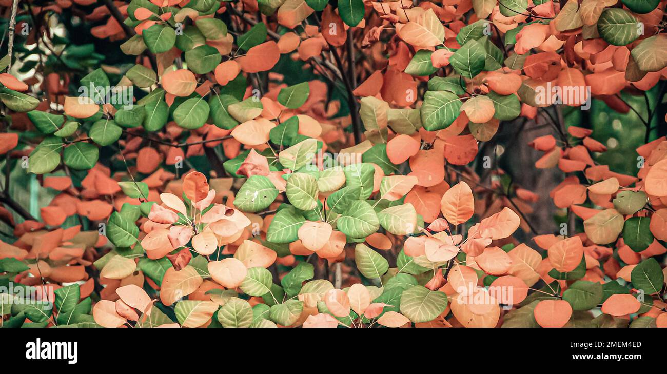 Rosso e arancione e verde foglie di autunno sfondo. Aria aperta. Immagine di sfondo colorata delle foglie autunnali in caduta, perfetta per l'uso stagionale Foto Stock Rosso e arancione e verde foglie di autunno sfondo. Aria aperta. Immagine di sfondo colorata delle foglie autunnali in caduta, perfetta per l'uso stagionale Foto Stock