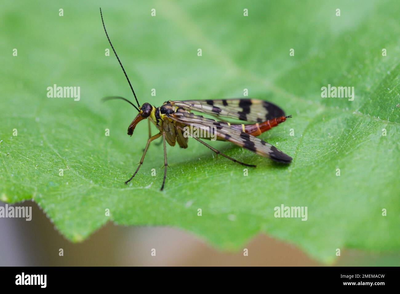 Panorpa communis è il comune scorpionfly una specie di scorpionfly. Sono insetti utili che mangiano parassiti vegetali. Foto Stock