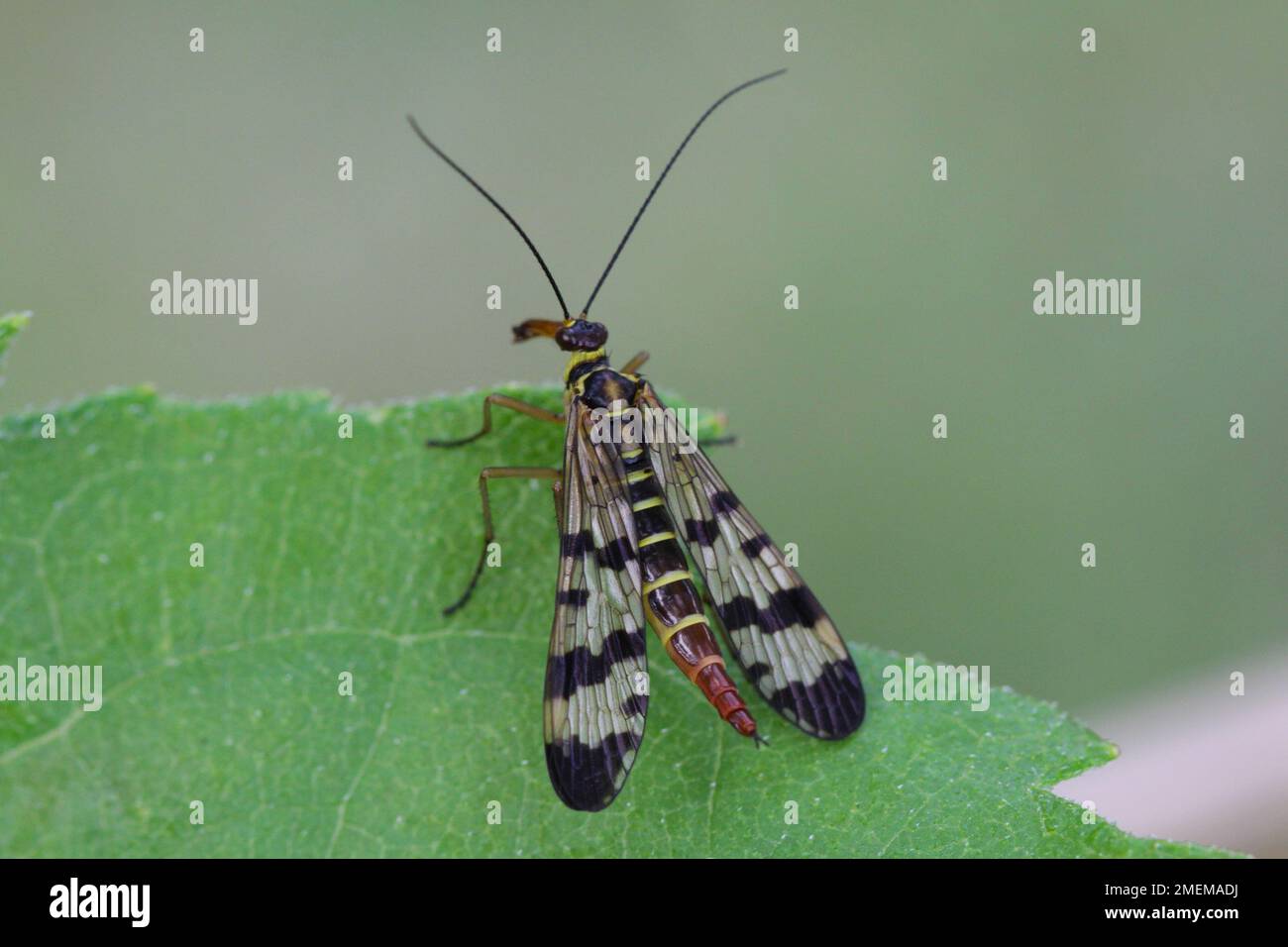 Panorpa communis è il comune scorpionfly una specie di scorpionfly. Sono insetti utili che mangiano parassiti vegetali. Foto Stock