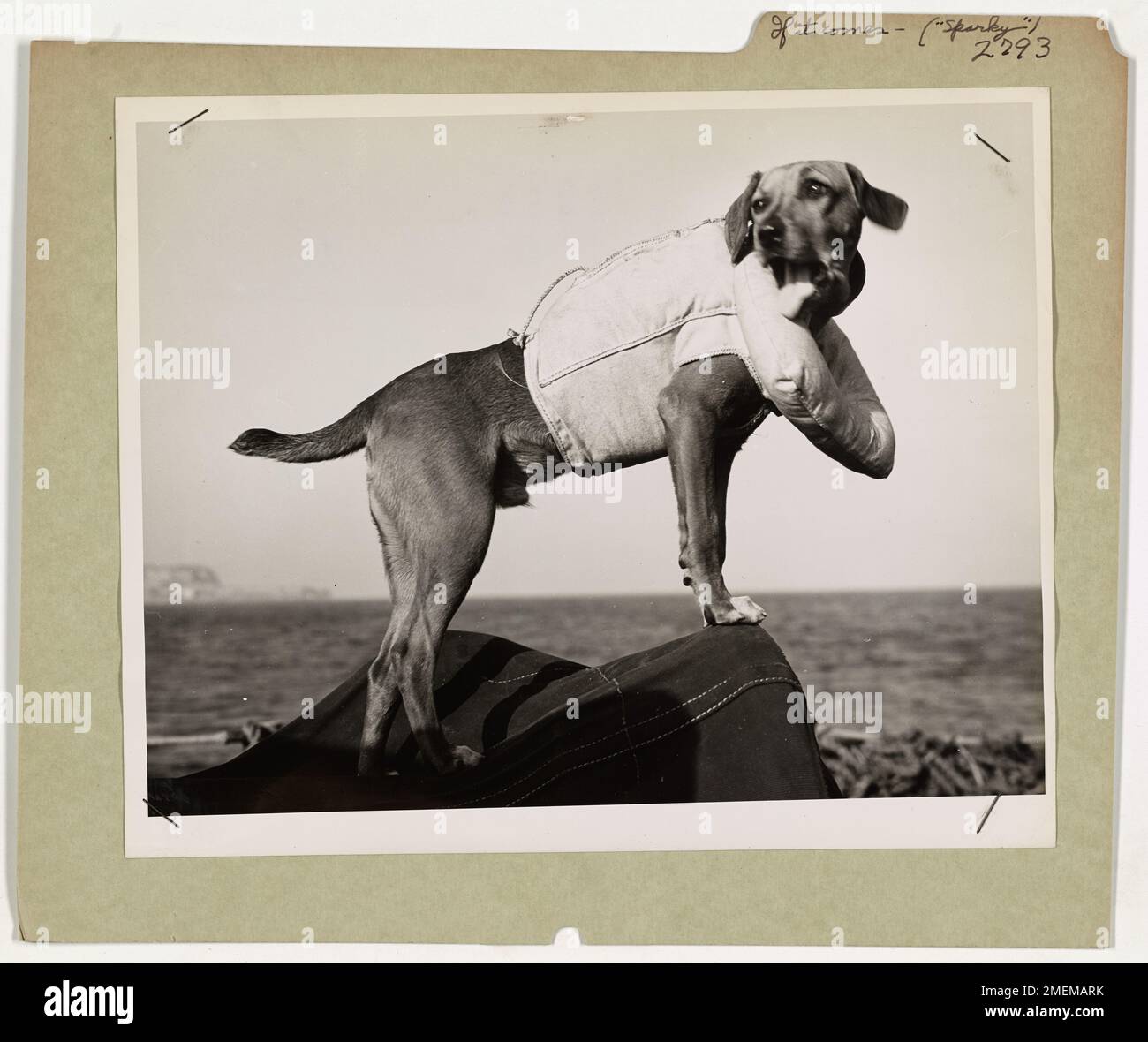 Sparky, la mascotte di un cutter della Guardia Costiera, è raffigurato con un giubbotto di salvataggio, pronto ad abbandonare la nave in caso di emergenza. Veterano esperto della caccia sottomarina atlantica, Sparky ha assistito all’affondamento dei sottomarini nemici e si erge come simbolo della resilienza e della prontezza dell’equipaggio. Foto Stock