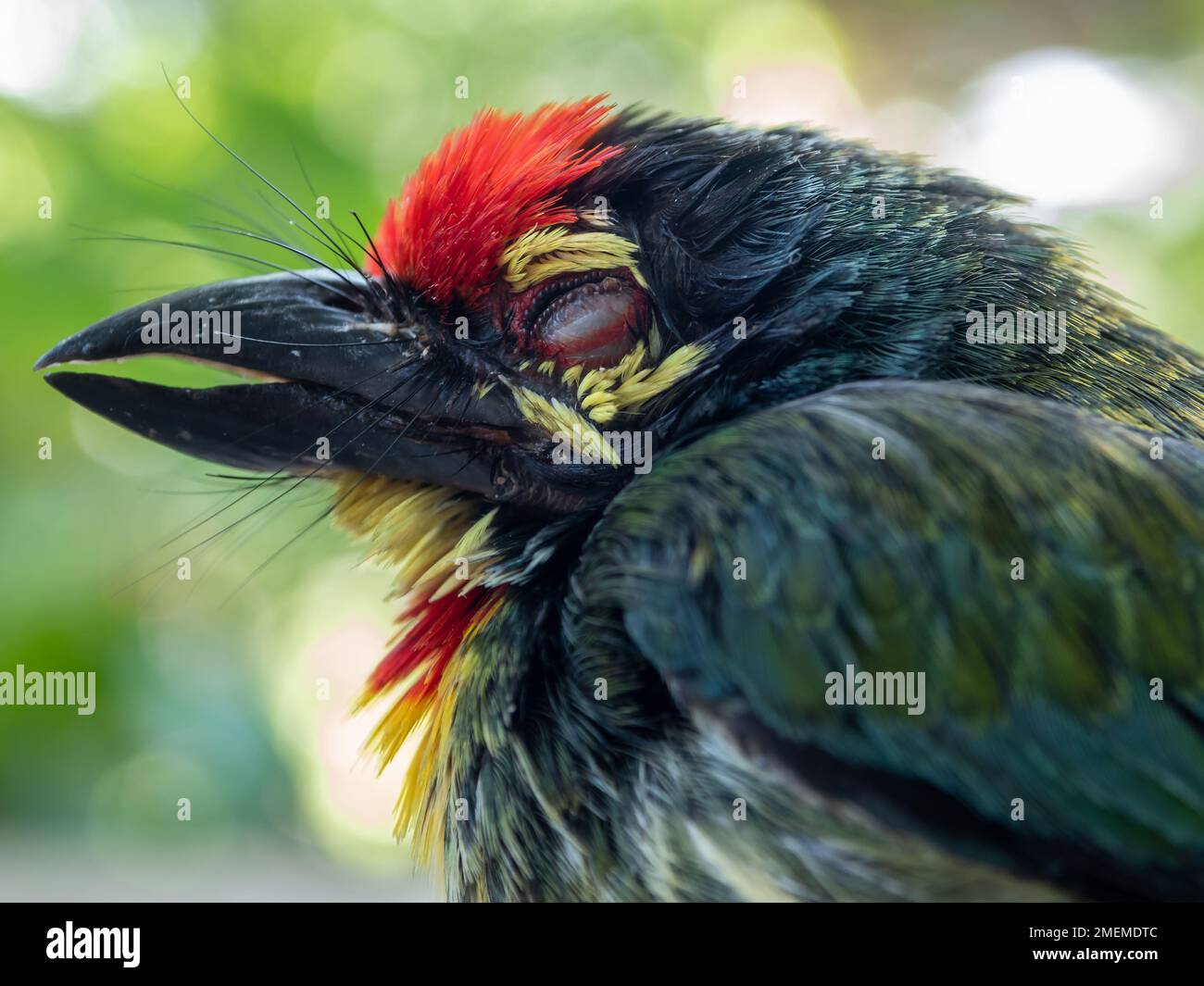 Primo piano il volto di Giovanile Coppersmith barbet uccello Foto Stock