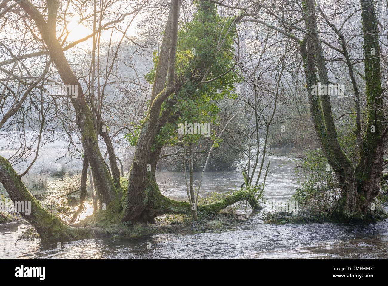 Alberi in piedi in acqua in una fredda mattina d'inverno, Regno Unito Foto Stock