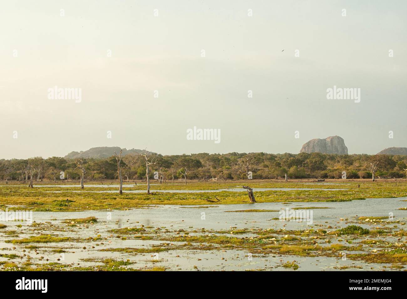 Paesaggio nel Parco Nazionale di Yala, Parco di Yala, Sri Lanka Foto Stock
