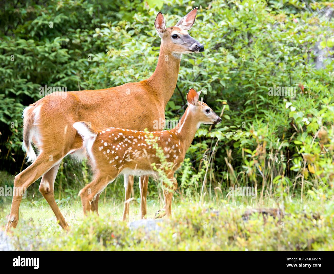 Madre e capriolo. Il fawn è davanti alla femmina del cervo e presenta macchie bianche. Boschi sullo sfondo. Foto Stock