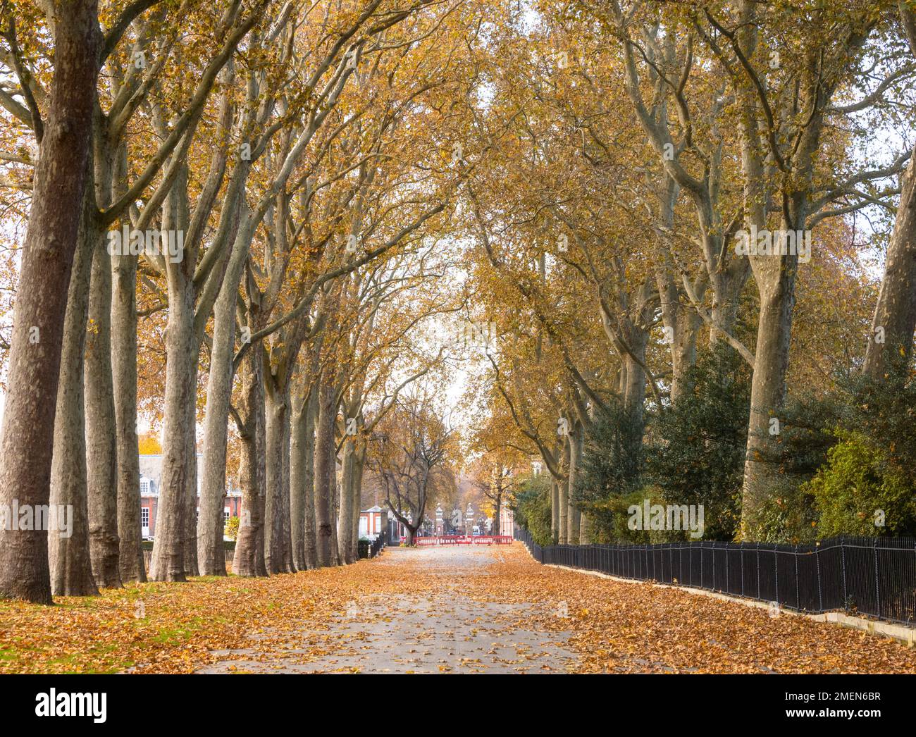 Un vicolo degli alberi in autunno, Chelsea, Londra, Inghilterra Foto Stock