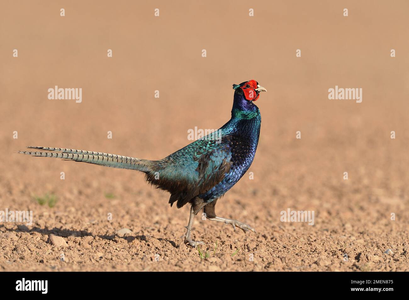 Melanistic Mutant Pheasant (Phasianus colchicus) maschio in primavera nel campo arabile arato, Berwickshire, Scozia, marzo 2010 Foto Stock