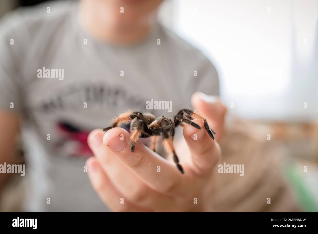 Un grande ragno spaventoso striscia sul braccio di un bambino. Un ragazzo gioca con una tarantola da compagnia. Foto Stock
