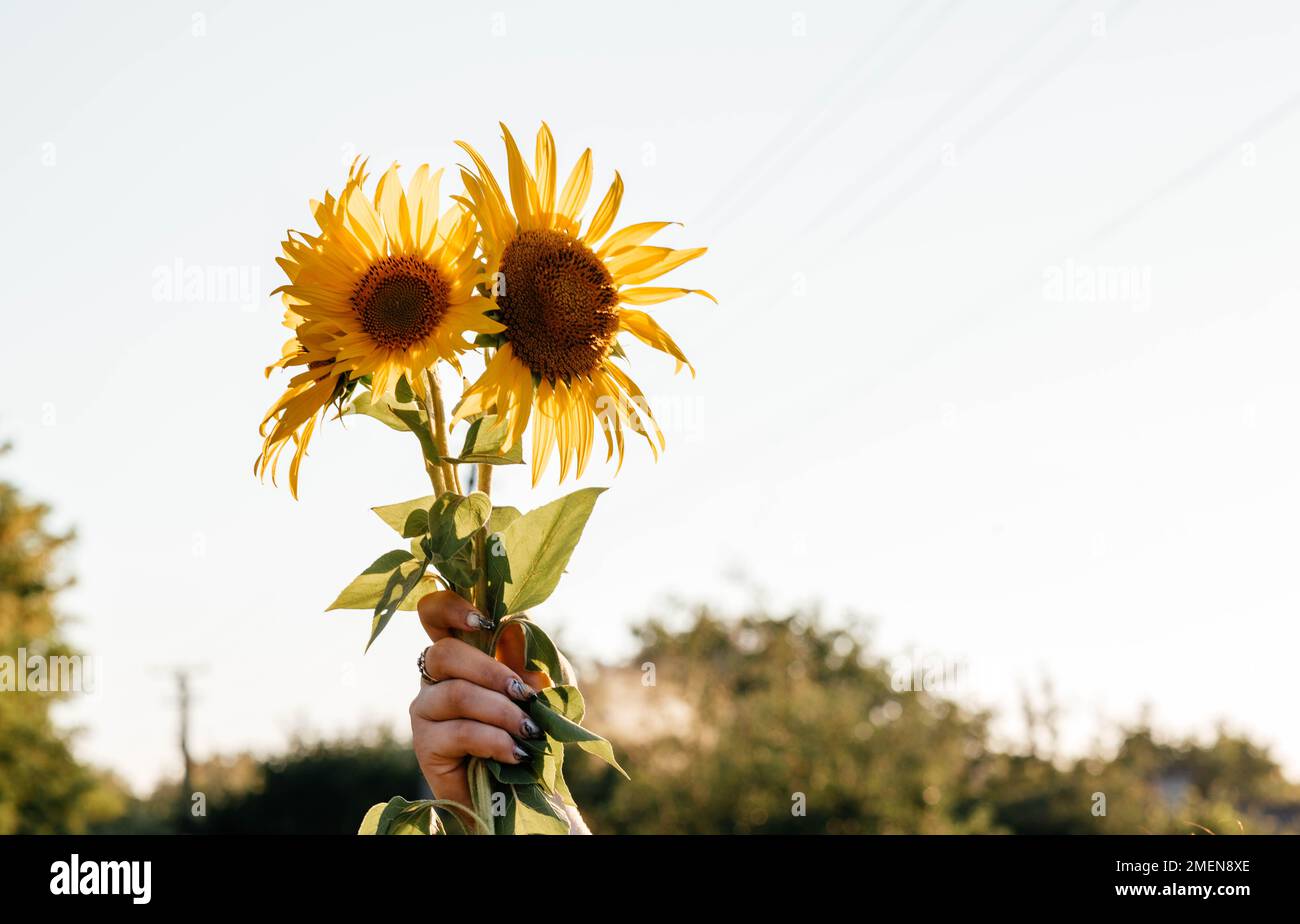 Un bouquet di girasoli in mano alla ragazza. Bouquet di girasoli contro il cielo. Foto di alta qualità Foto Stock