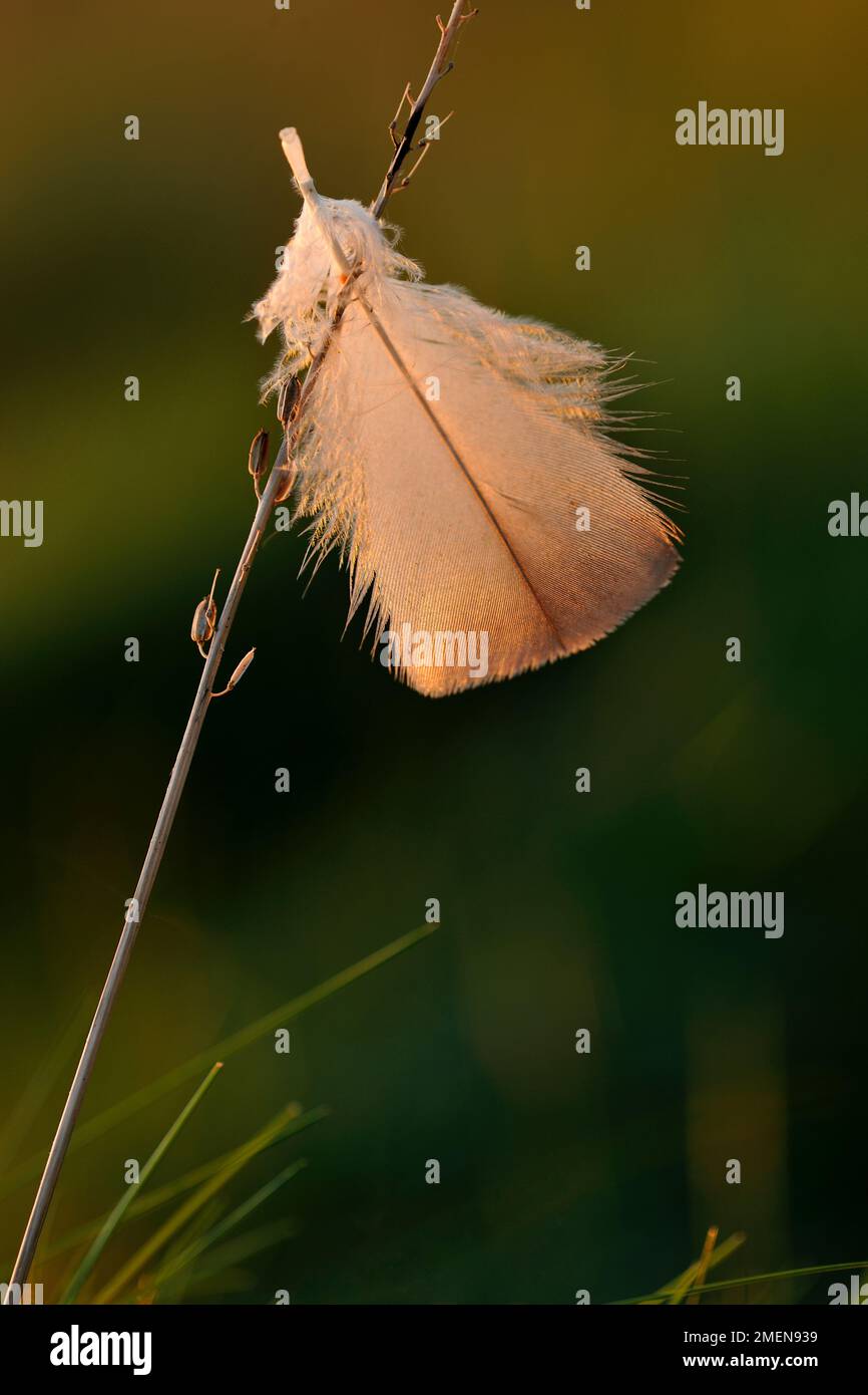 Oche dai piedi rosa (Anser brachyrhynchus) piume singolo mollato intrecciato su erbe vicino al sito di roost invernale di salpalude ad Aberlady Bay, Scozia Foto Stock