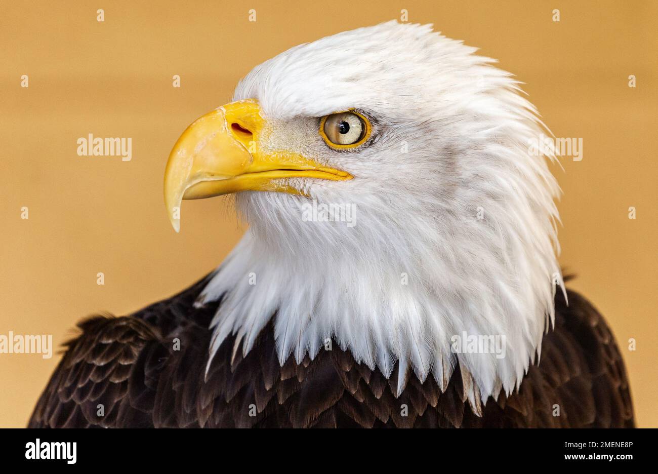 Aquila calva testa di profilo Foto Stock