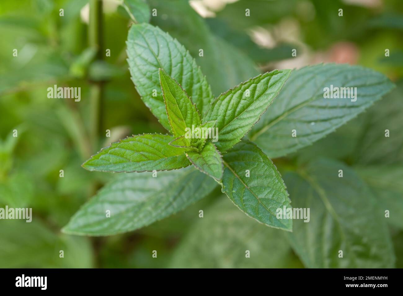 Alla menta marocchino Foto Stock