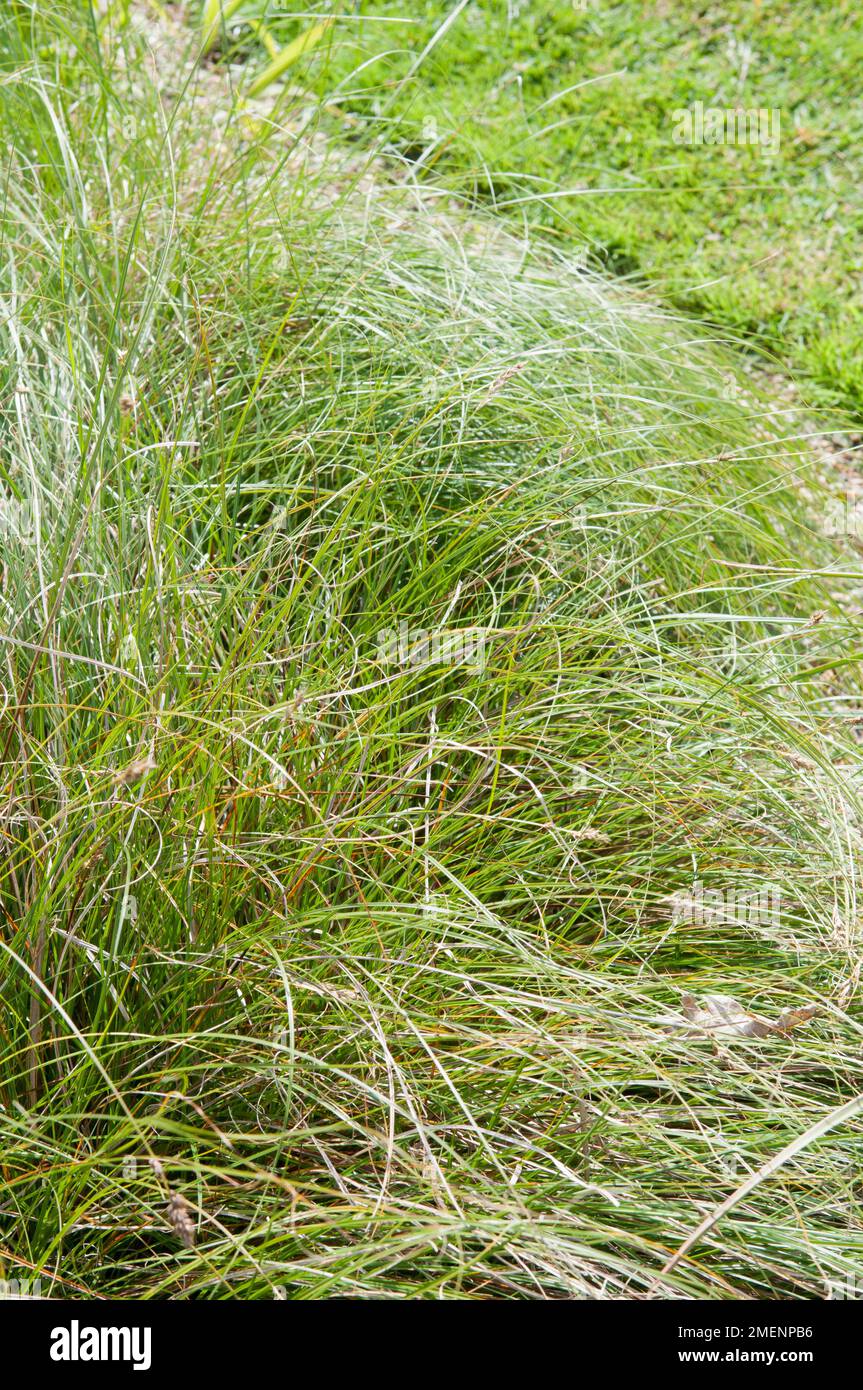 Erba lunga e verde che cresce sul sentiero del giardino Foto Stock