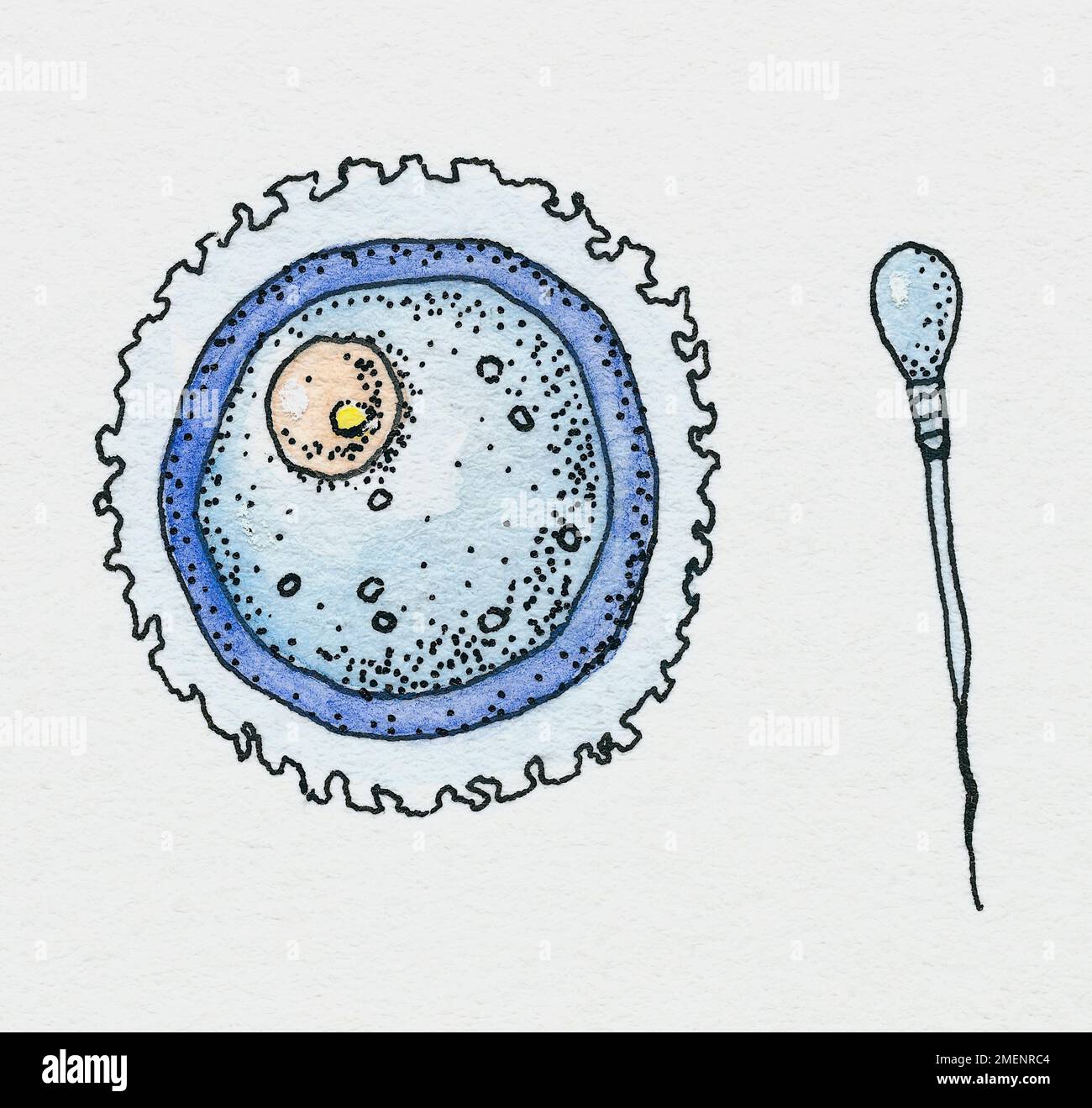 Sperma e uova Foto Stock