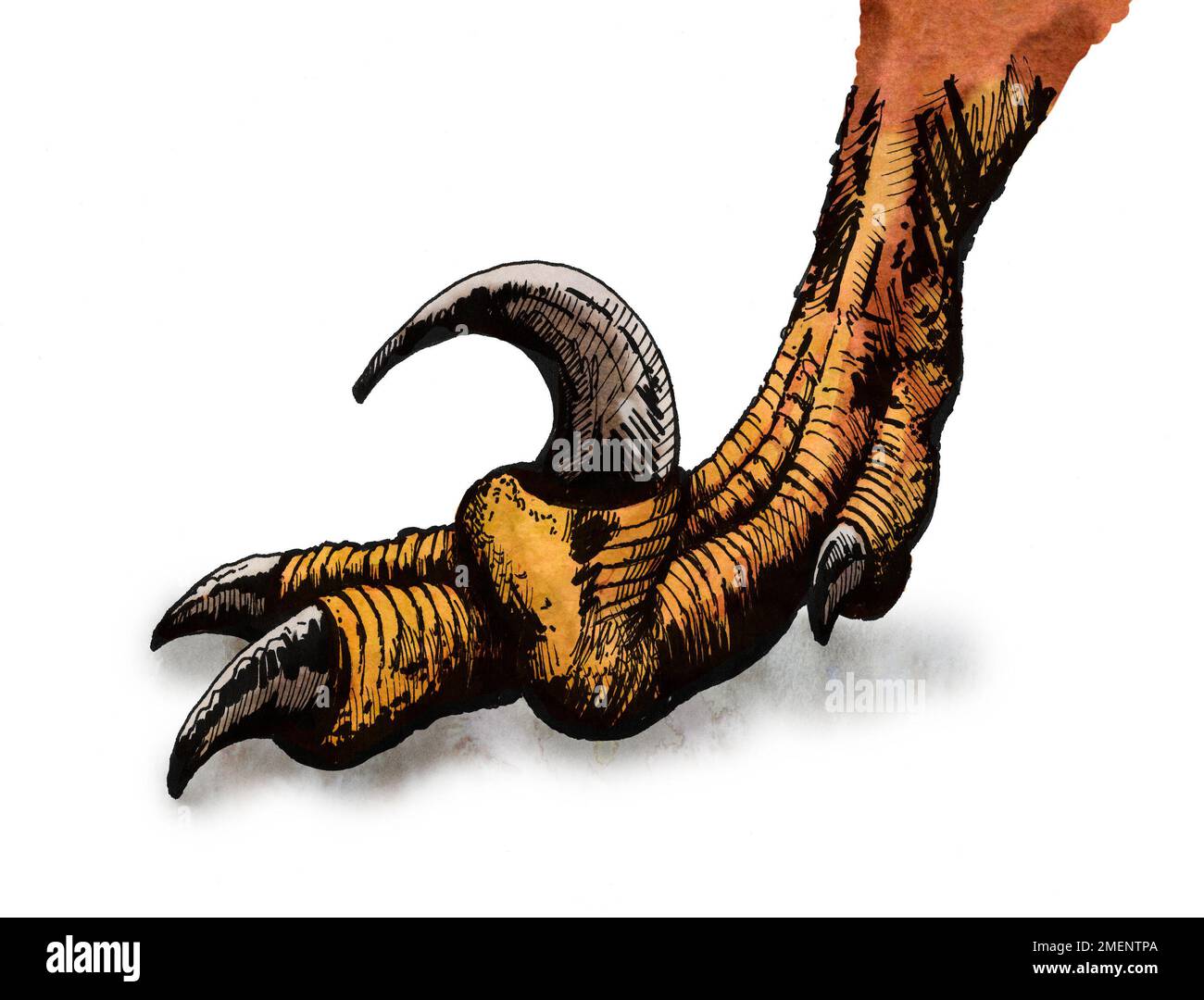 Piede di Deinonychus Foto Stock