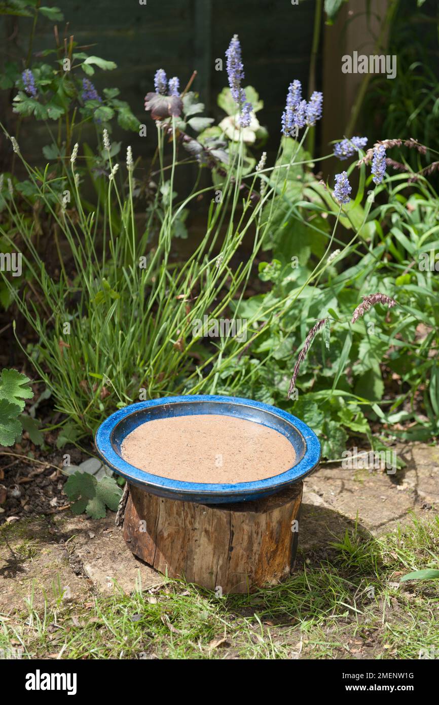 Piattino di sabbia zuccherata posto su un ceppo di albero per attirare farfalle in un giardino Foto Stock