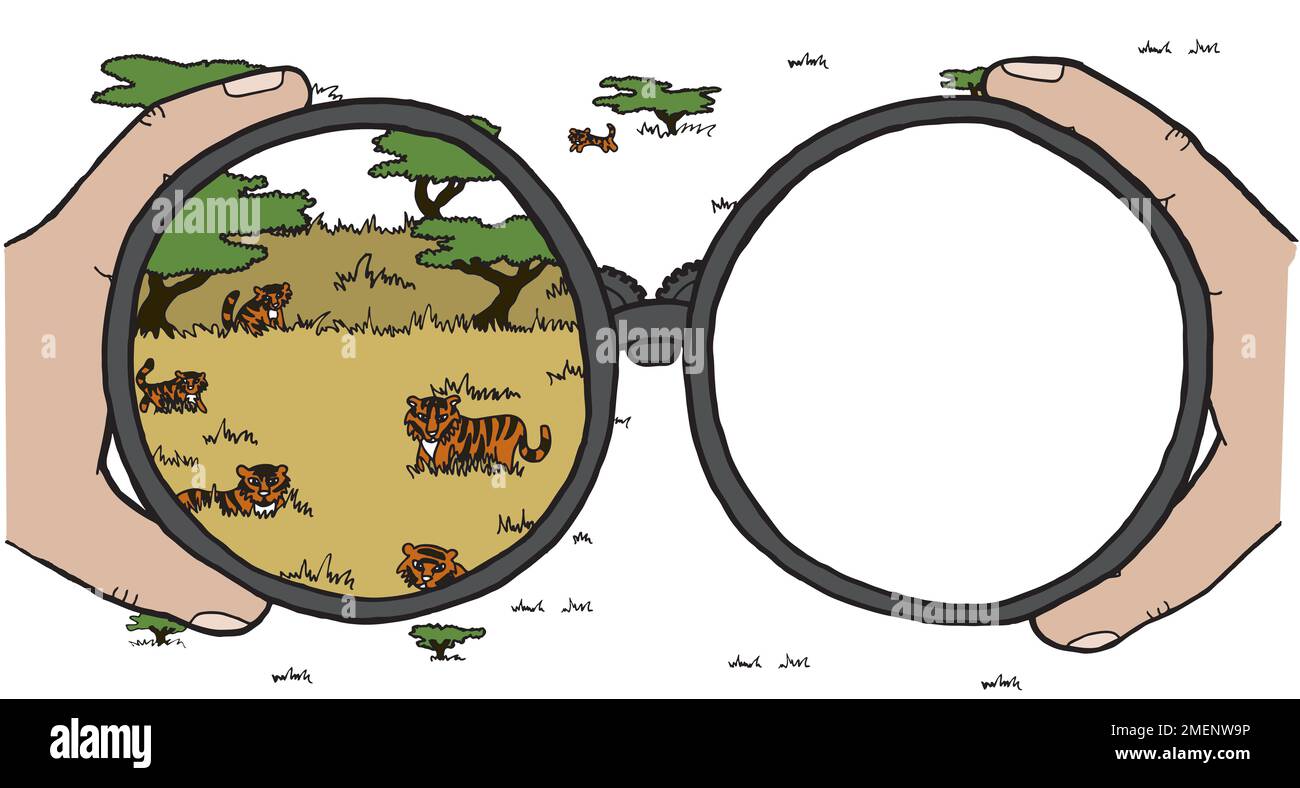 Osservare le tigri nella savana attraverso il binocolo Foto Stock
