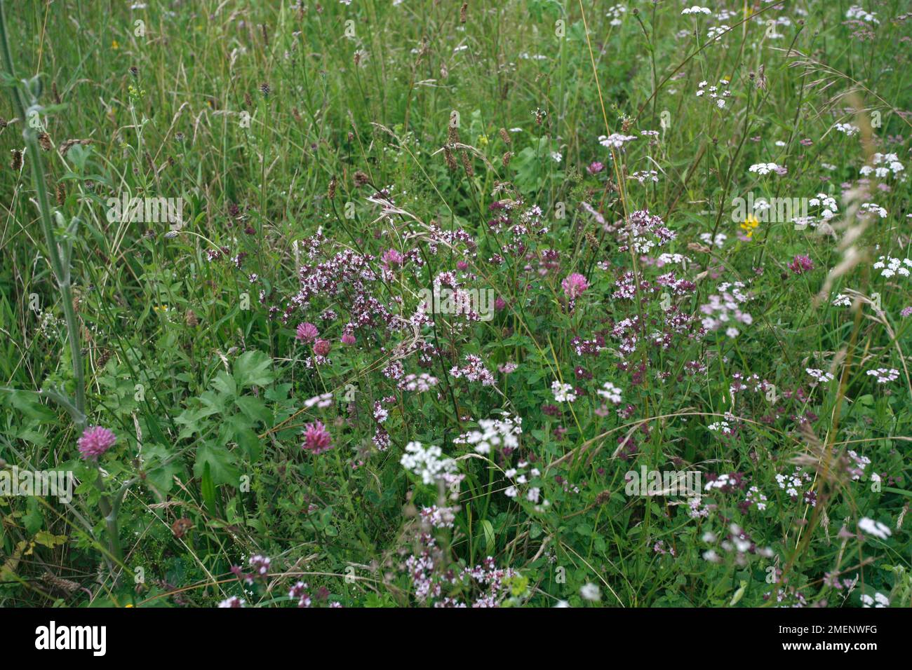 Prato di fiori selvatici, primo piano Foto Stock