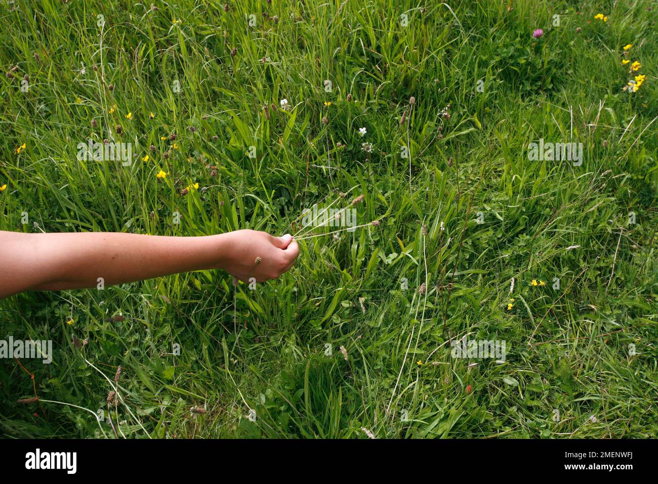 Persona che disperdere i semi di fiori selvatici a mano, tenendo testa di semi matura e scuotendolo dove vogliono che i semi seminano Foto Stock